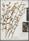 Foto von Salix pycnostachya Andersson